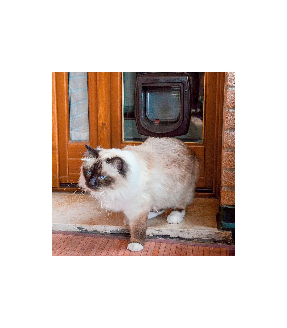 Ferplast Swing Microchip Marrone - immagine 3